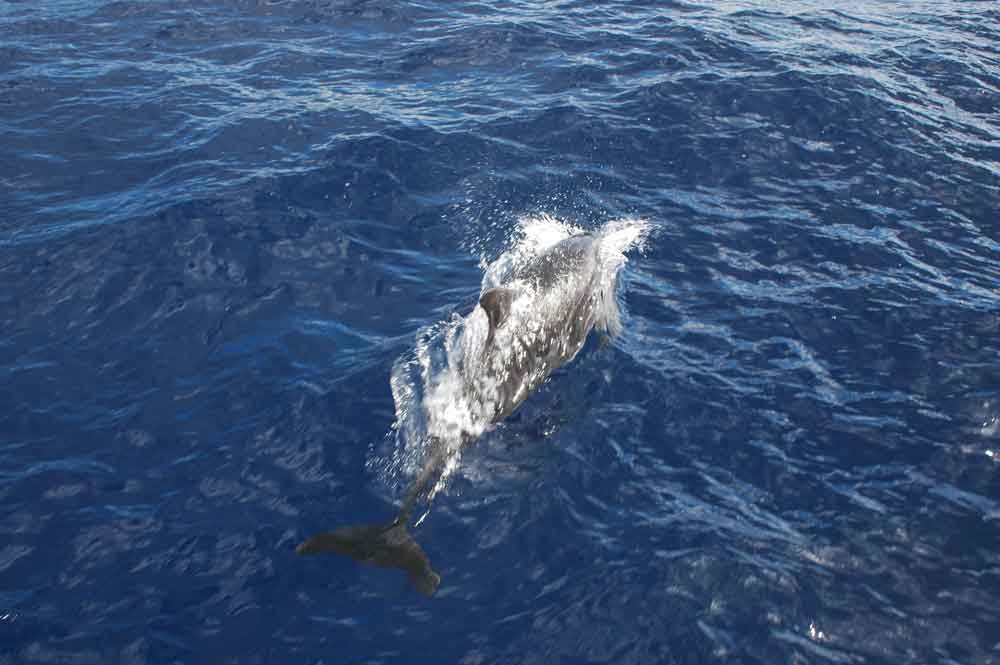 Delfin Mular - La Palma - islas Canarias - España.jpg